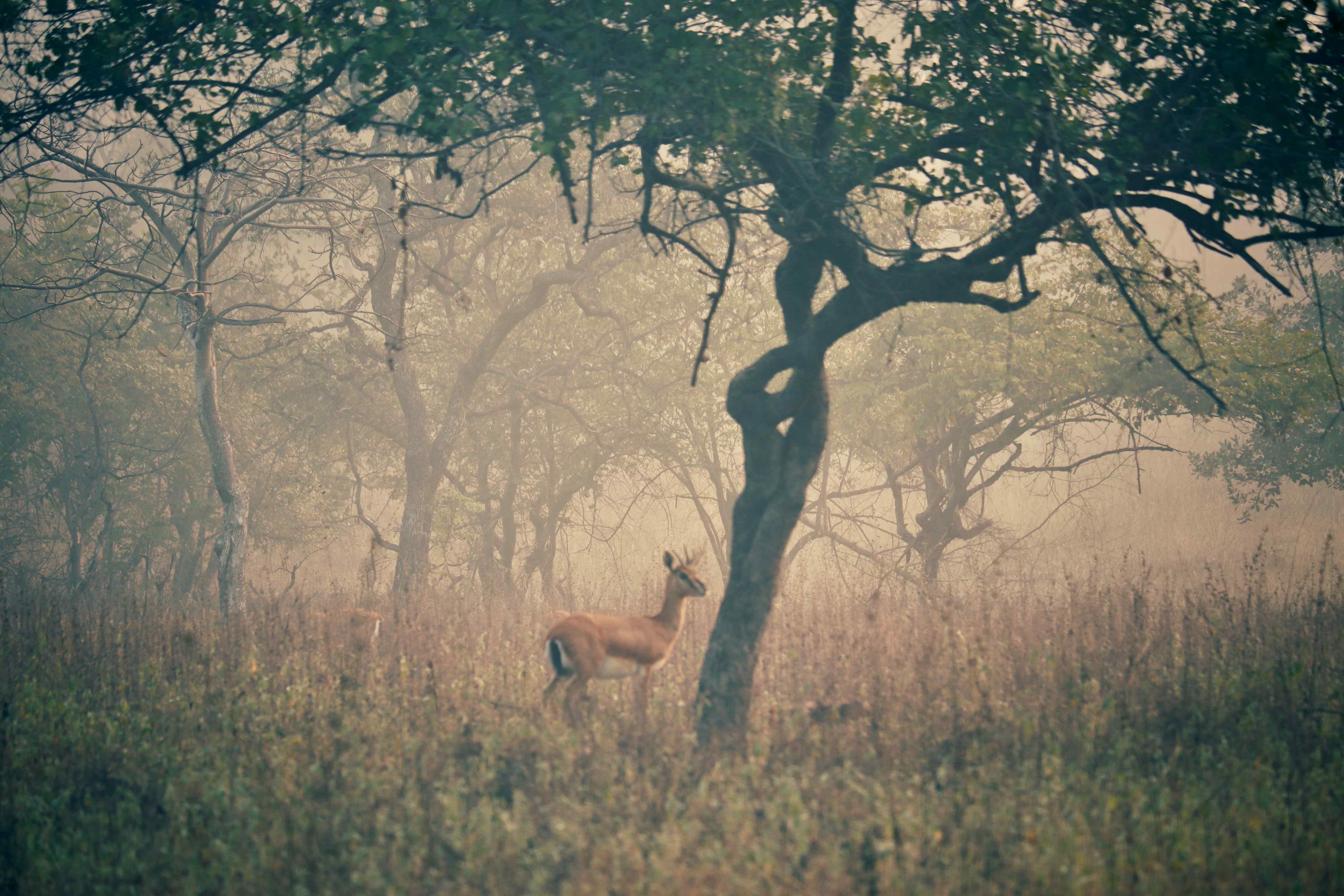 Antelope in golden woodland setting with twisted trees - wildlife habitat photography