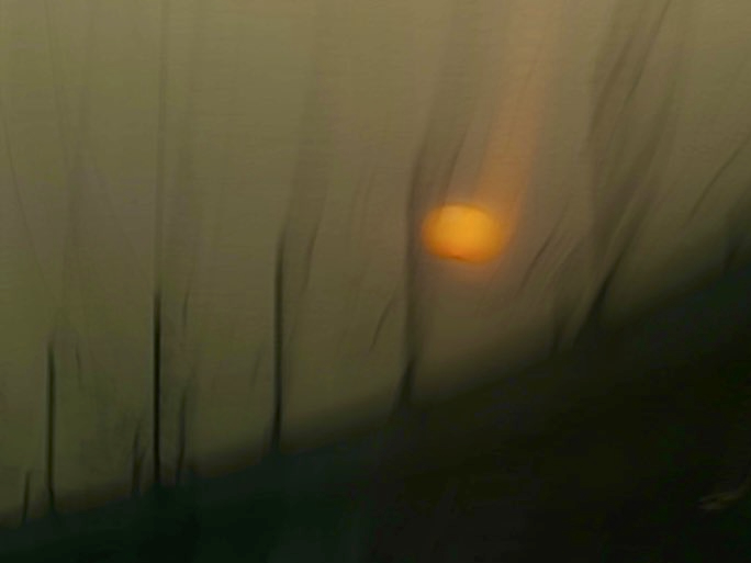Atmospheric reeds silhouetted against misty golden sun - wetland photography