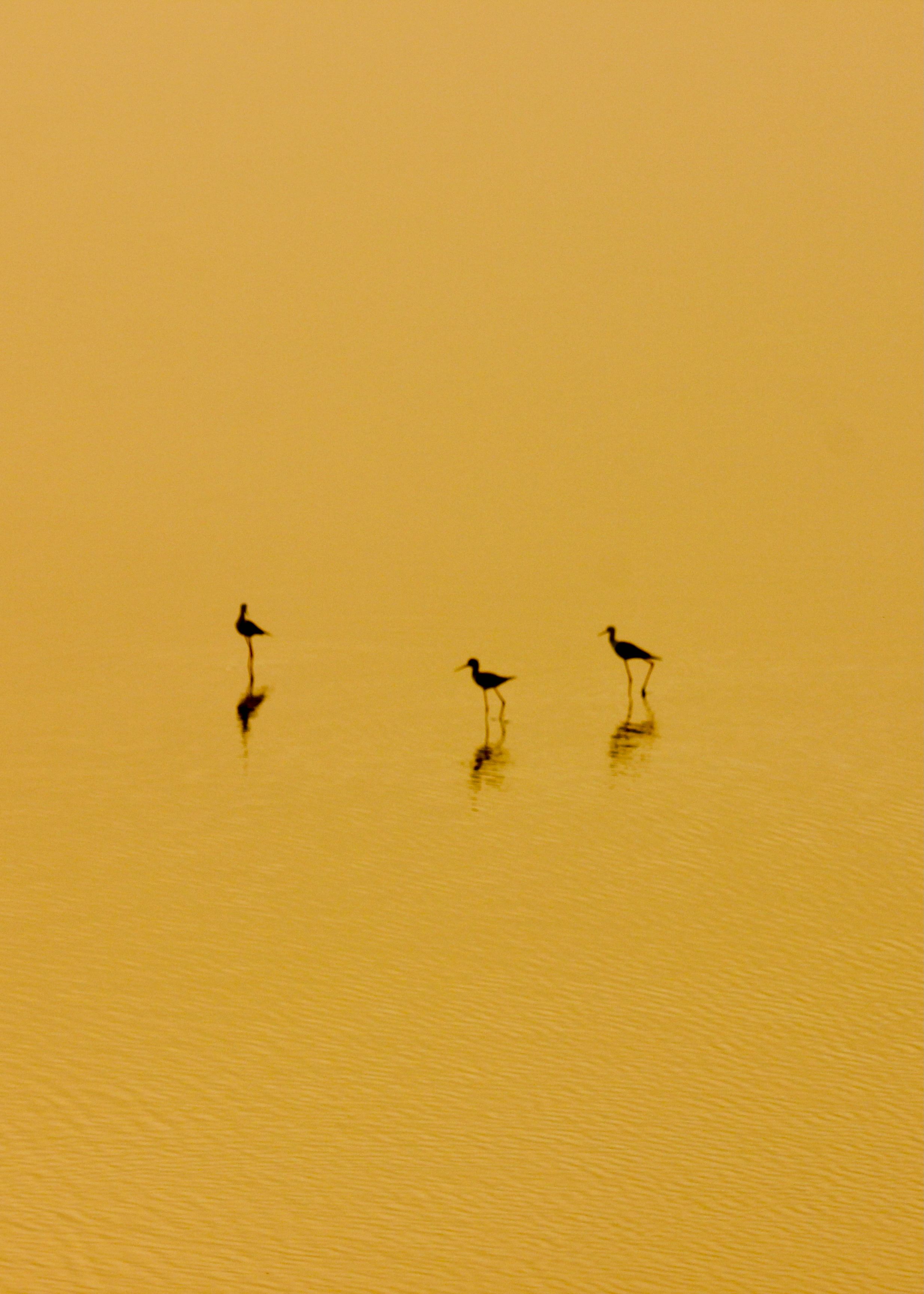 Three wading birds in golden water with ethereal reflections - bird reflection photography